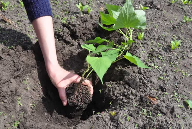 planting sweet potatoes