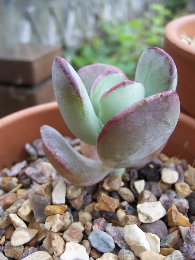 popular types of succulents pigs ear
