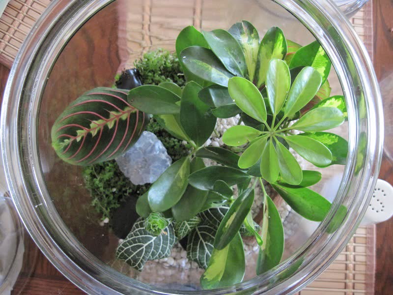 prayer plant terrarium