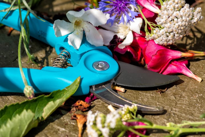 pruning shears for anemone flowers