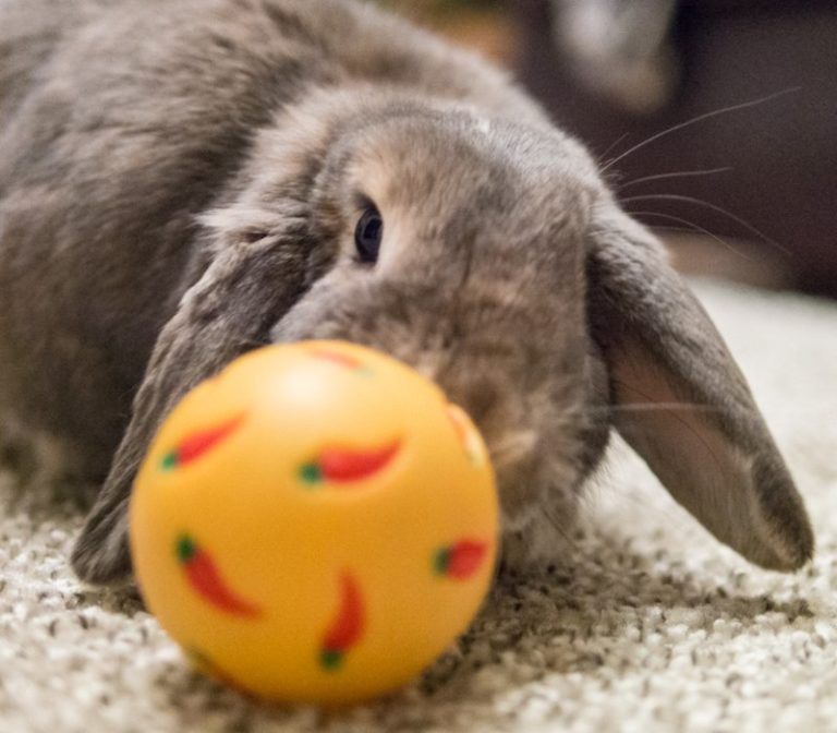 11 Rabbit Breeds that will your best Pet Companion