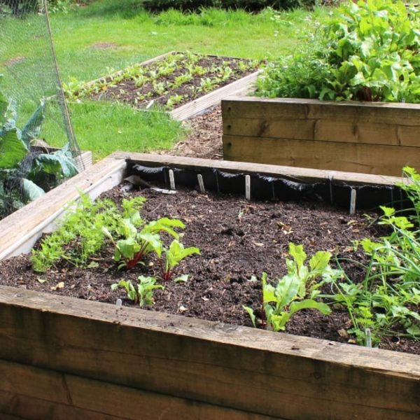 raised garden beds with plants