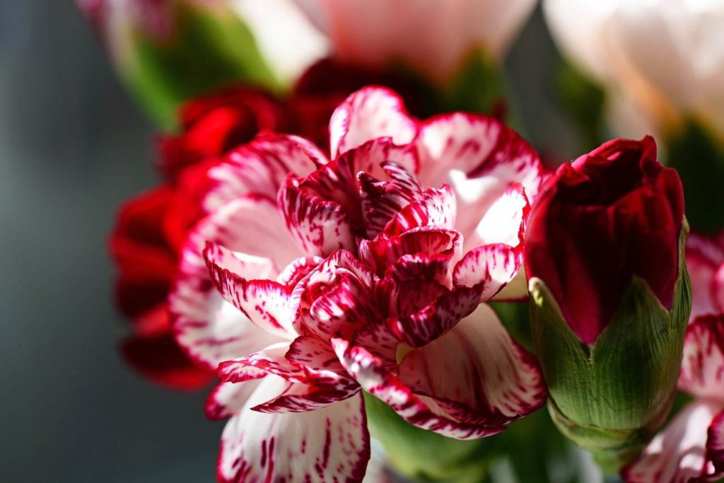 red and white carnation