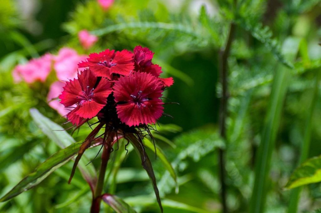 scarlet beauty dianthus