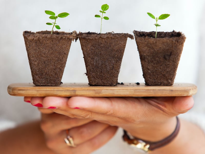 seedlings of plants in hands