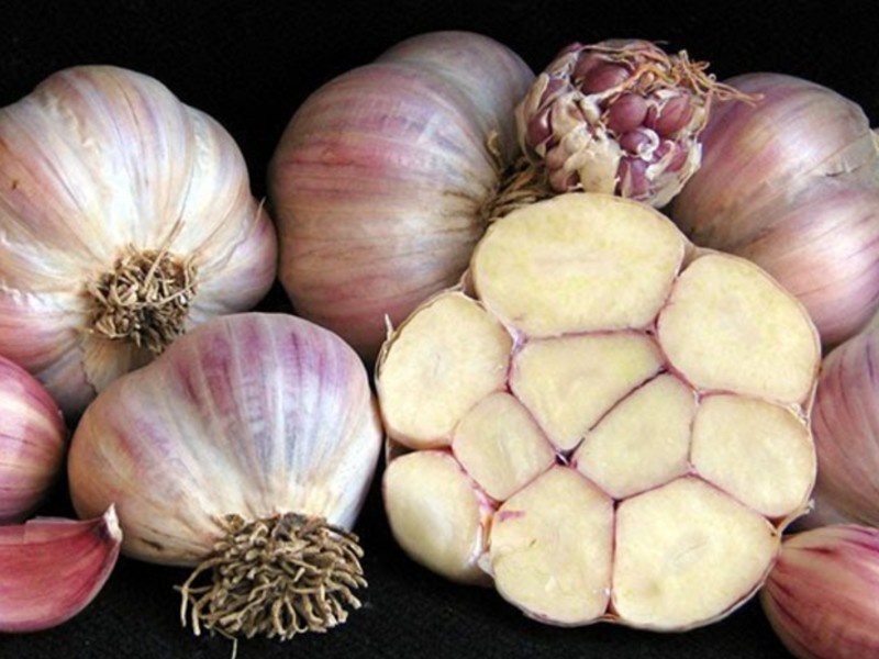 silverskin garlic plants