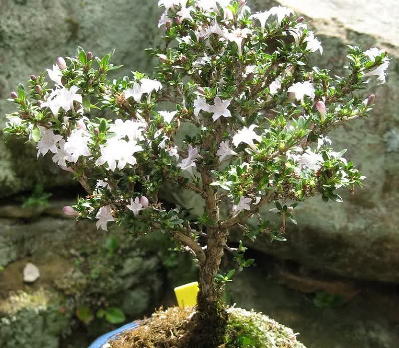 snow rose bonsai tree