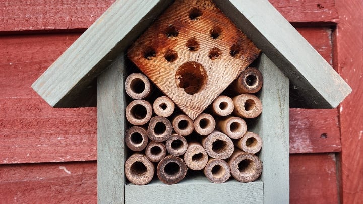 solitary bee house
