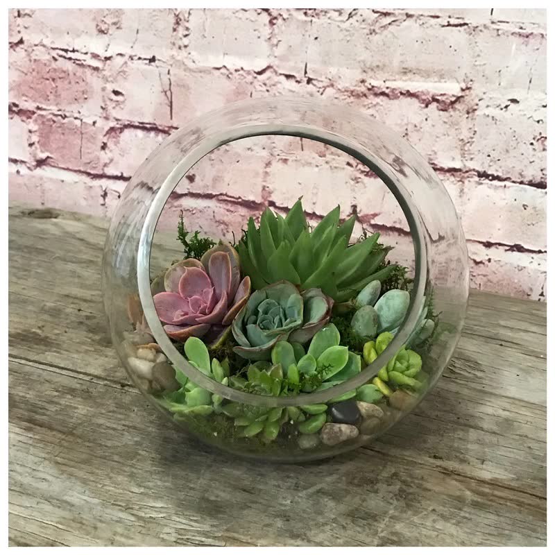 succulents terrarium plant