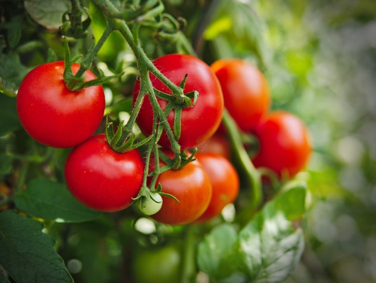 Tomatoes are Listed on APCA Toxic Plants