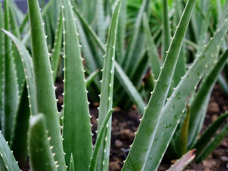 types of aloe succulents aloe vera