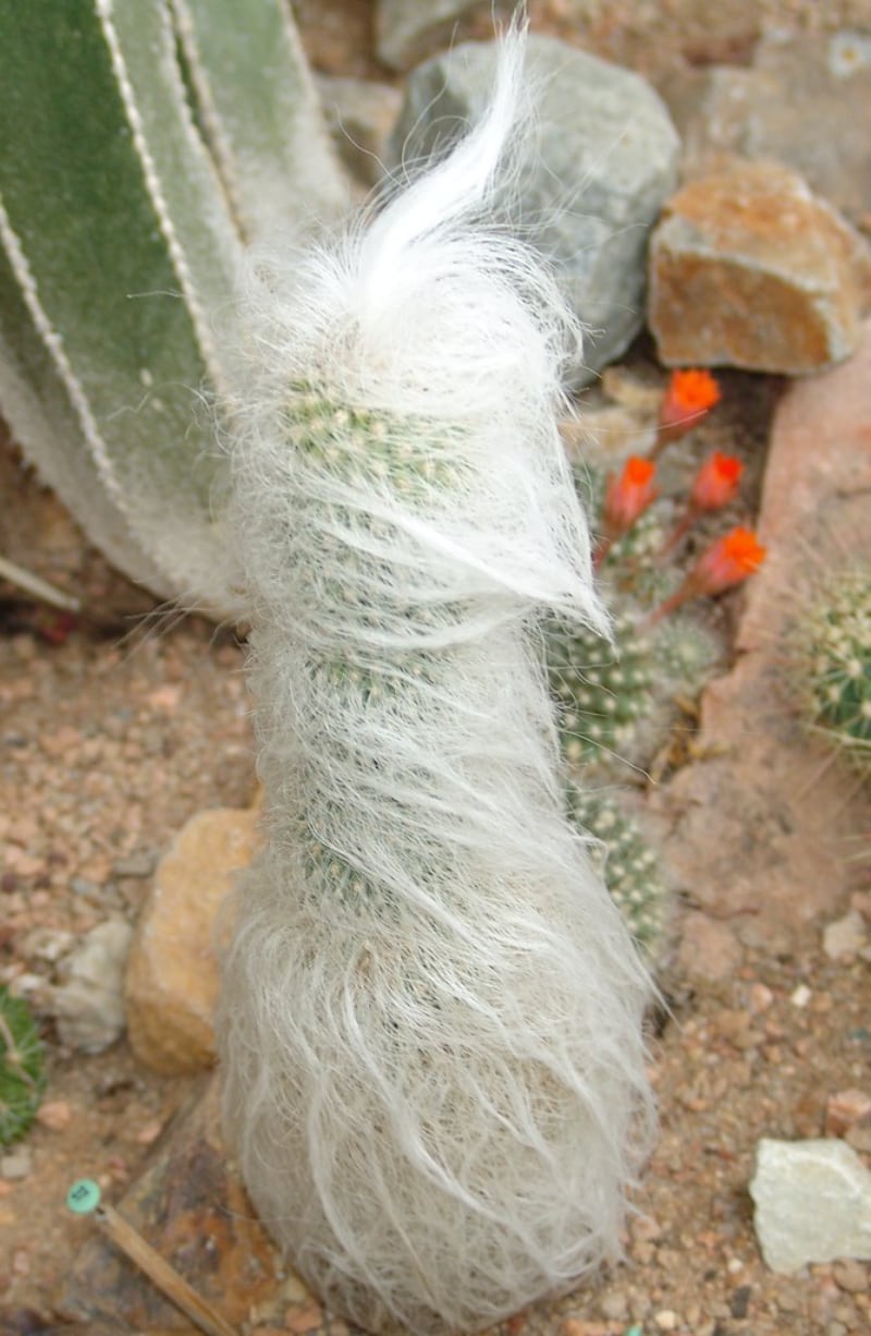 types of cacti and succulents old mans cactus