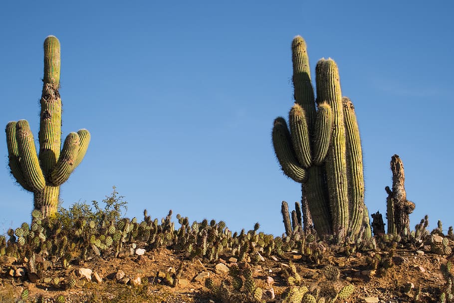 types of cacti succulents saguaro cactus