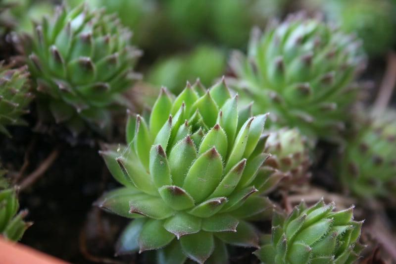 types of cactus and succulents hens and chicks