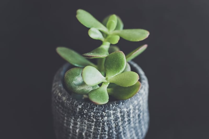 types of crassula succulents jade plant