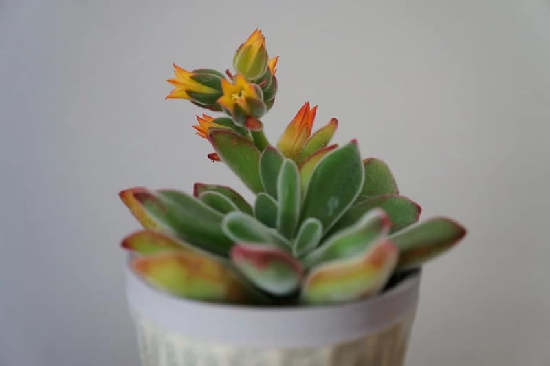 types of echeveria succulents plush plant