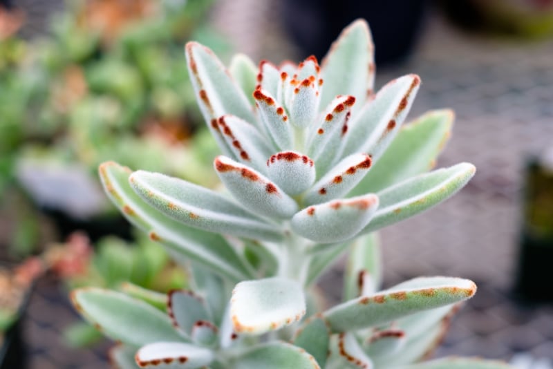 types of fuzzy succulents panda plant