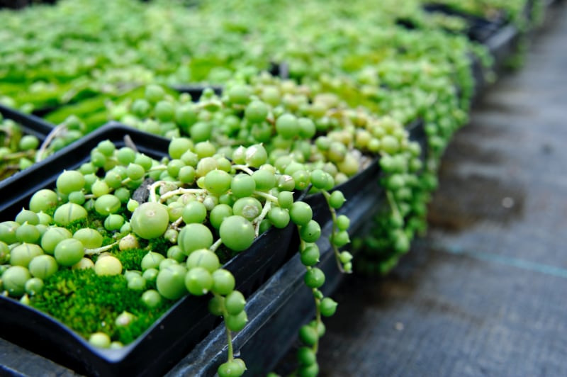 types of hanging succulents string of pearls