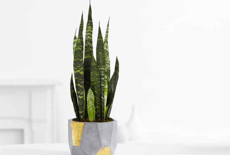 types of house succulents snake plant