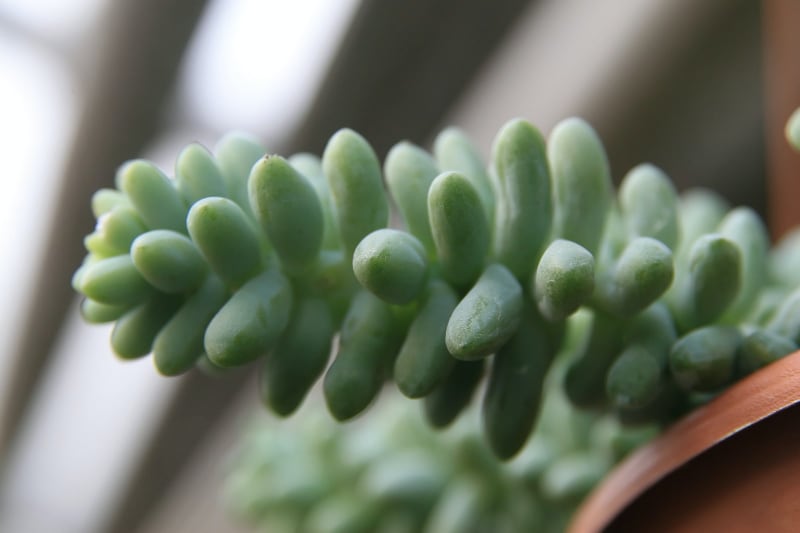 types of indoor succulents burros tail