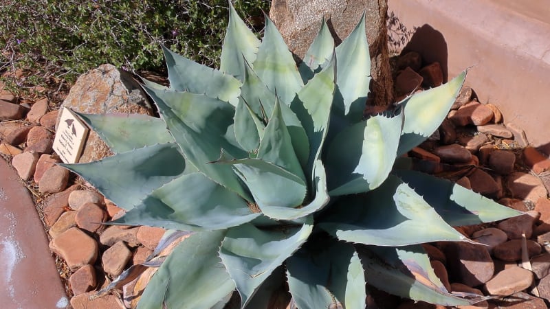 types of large succulents whales tongue agave