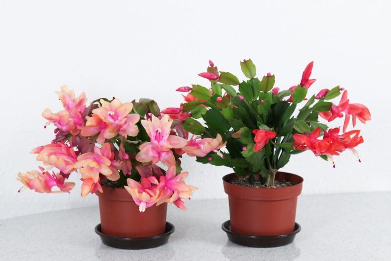 types of potted succulents christmas cactus