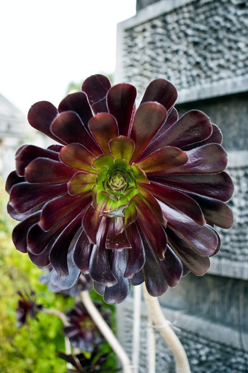 types of rosette succulents zwartkop