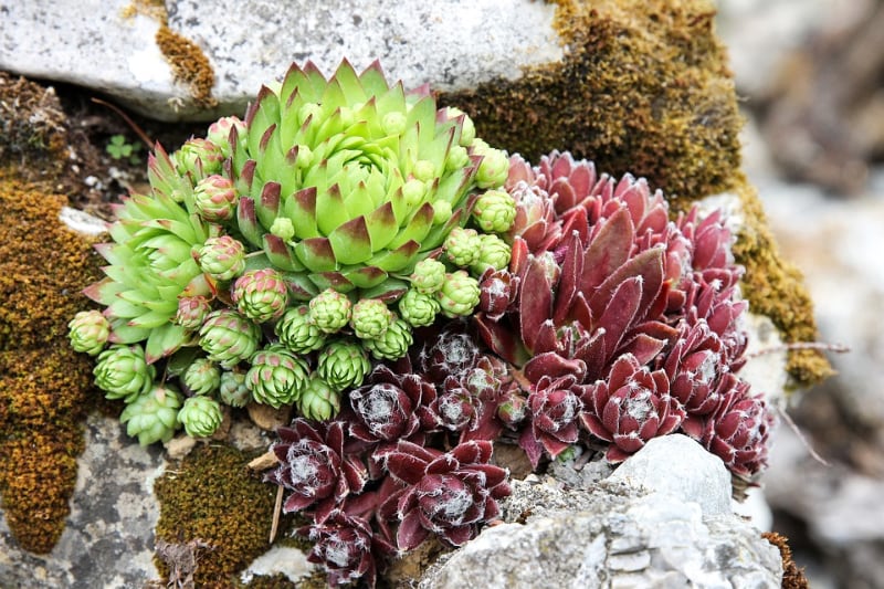 types of sedum succulents stone crop