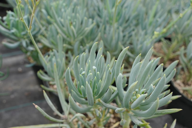 types of senecio succulents blue chalk sticks