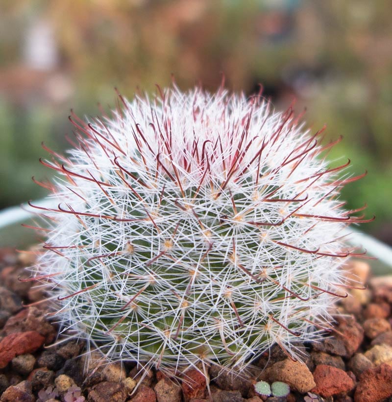 types of small succulents pincushion cactus