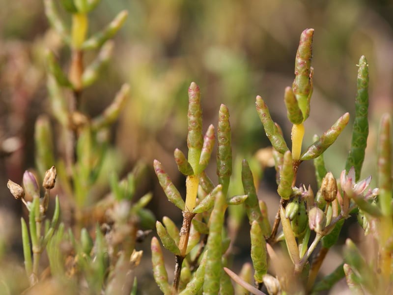 types of succulent indoor common glaswort