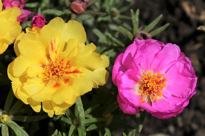 types of succulents and care moss rose