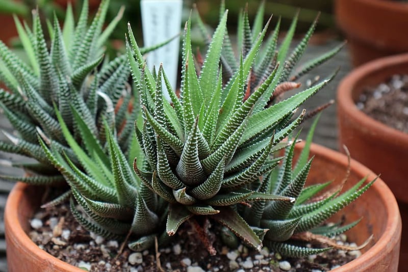 types of succulents for indoors zebra plant