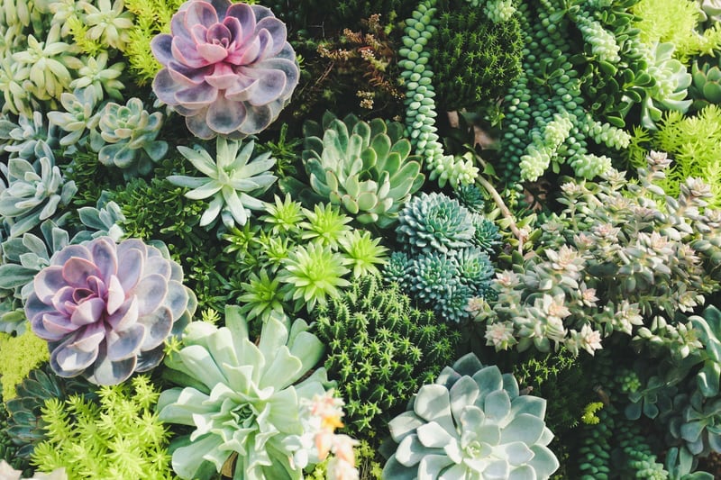 types of succulents for outdoors