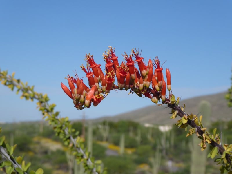 types of succulents with photos ocotillo