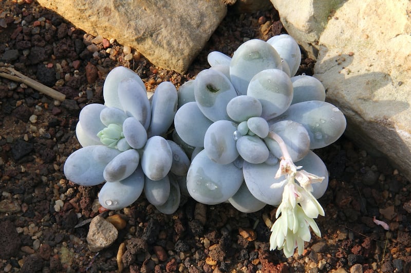types of succulents with pictures and names pachyphytum oviferum