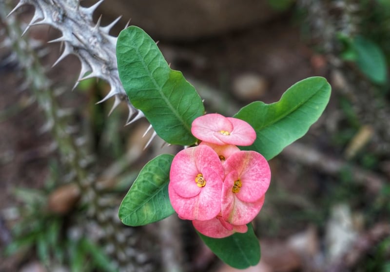 types of tall succulents crown of thorns cactus