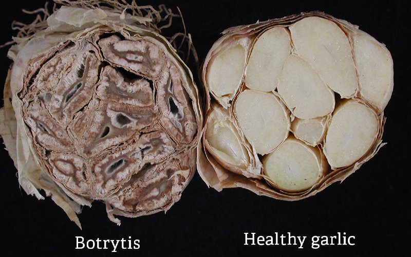 unhealthy garlic plants