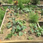 vegetable raised garden bed in a sunny spot