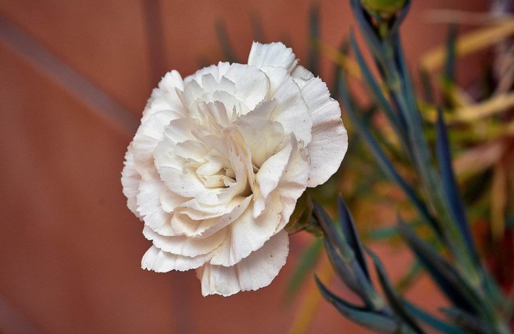 white carnation dianthus