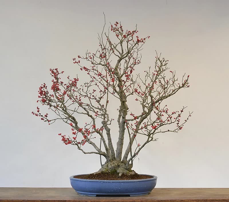 winterberry bonsai tree