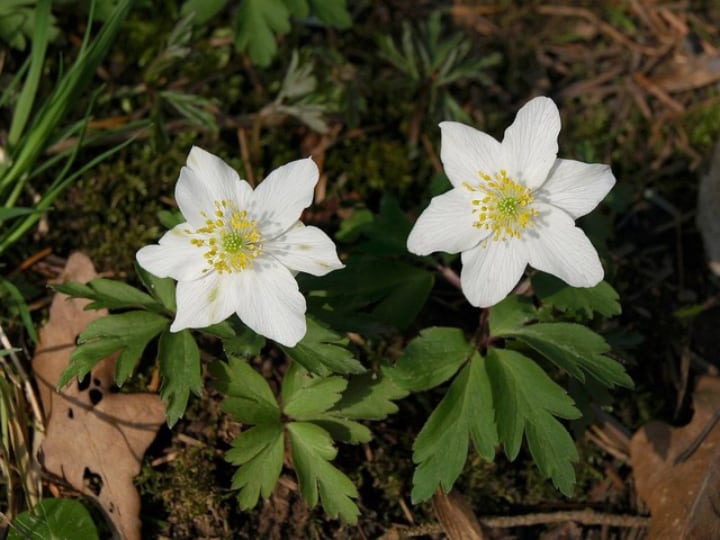 wood anemone propagation