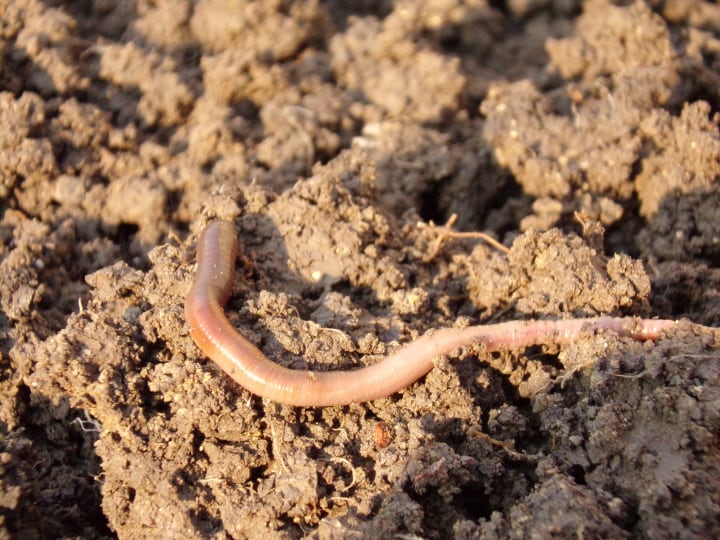 worms are good for the soil