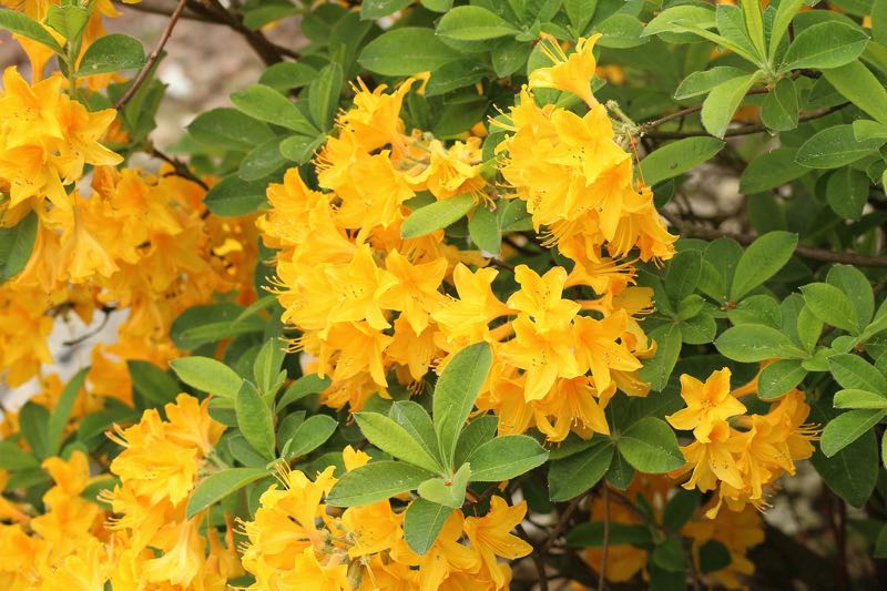 yellow azalea