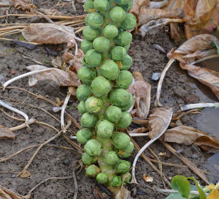 inch brussel sprouts ready for harvest
