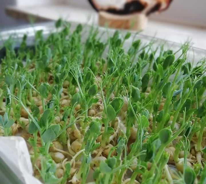 inches tall pea microgreens