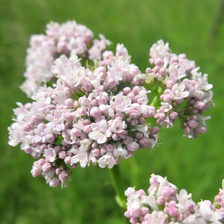 valeriana plant for bedroom