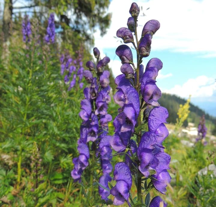 aconitum napellus shade perennial