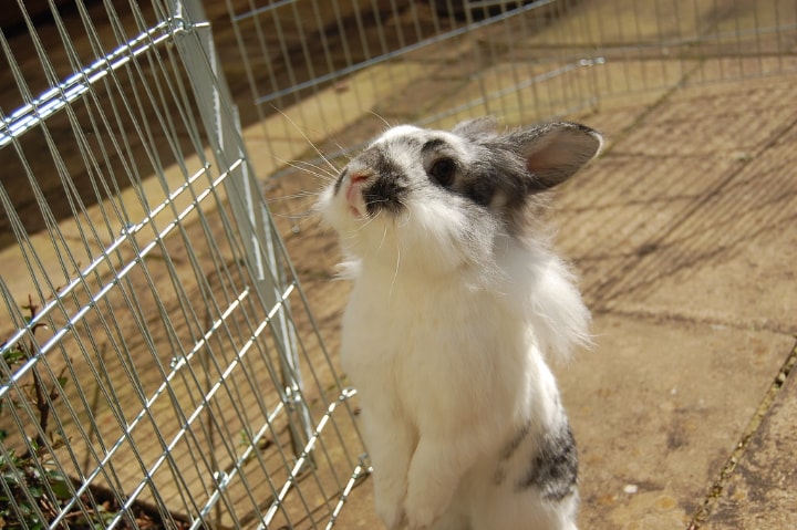 adorable rabbit in a metal rabbit pen inndoors