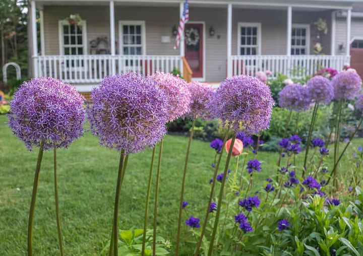 allium flowers in the yard